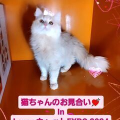 4/6(土)譲渡会♪10月生サイベリアン♂クリームタビー (⋈◍...