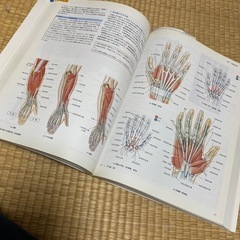 カラー　人体解剖学の画像