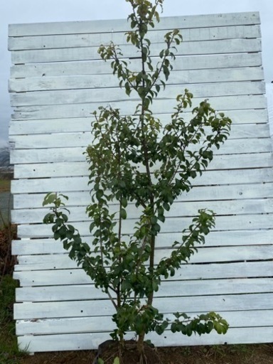 ソヨゴ 2.0m シンボルツリー　株立　庭木　掘り取り