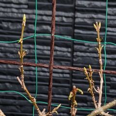 レンギョウの庭木の画像