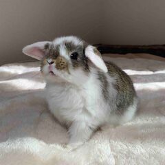 ホーランドロップの赤ちゃんうさぎ 里親様募集しています。※譲渡先...