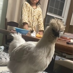 近くに、烏骨鶏友いませんか？