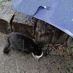キャットフード譲ってください🐱