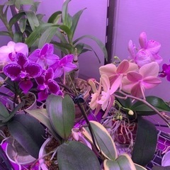蘭の花がお好きな方、お話ししませんか？