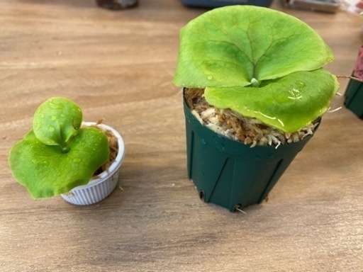 観葉植物】 ◉ビカクシダリドレイリトルプリンセス苗セット (ロキシー 