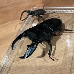 スマトラオオヒラタクワガタ