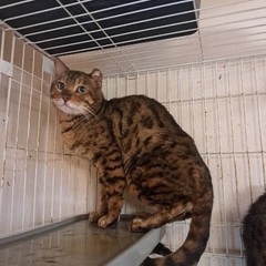 ベンガルキャット
