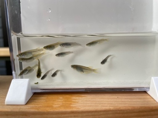 （取引中）オレンジテール×サファイアメダカの掛合わせ幼魚20匹前後