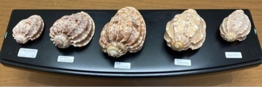 ショクコウラ5種shellコレクション　