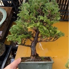 ＼週1日2h～時間融通可能／盆栽の仕入れ作業！規定時間無し☆ の画像