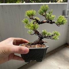 ＼週1日2h～時間融通可能／盆栽の仕入れ作業！規定時間無し☆ の画像