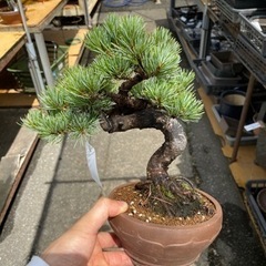 ＼週1日2h～時間融通可能／盆栽の仕入れ作業！規定時間無し☆ の画像