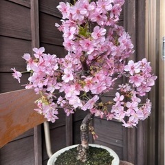 ＼週1日2h～時間融通可能／盆栽の仕入れ作業！規定時間無し☆ の画像