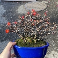 ＼週1日2h～時間融通可能／盆栽の仕入れ作業！規定時間無し☆ の画像