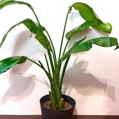 観葉植物　110cm オーガスタ