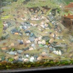 生活雑貨 家庭用品 ガーデニングの画像