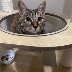 里親募集しています
