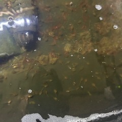 クランウェルツノガエルの画像
