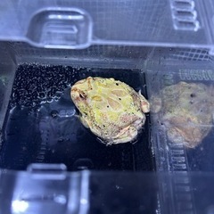 クランウェルツノガエルの画像