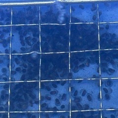 クランウェルツノガエルの画像