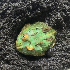 クランウェルツノガエル
