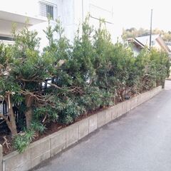生垣の植木 お譲りします 30+本