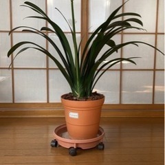 札幌市　クンシラン　咲きました🌸