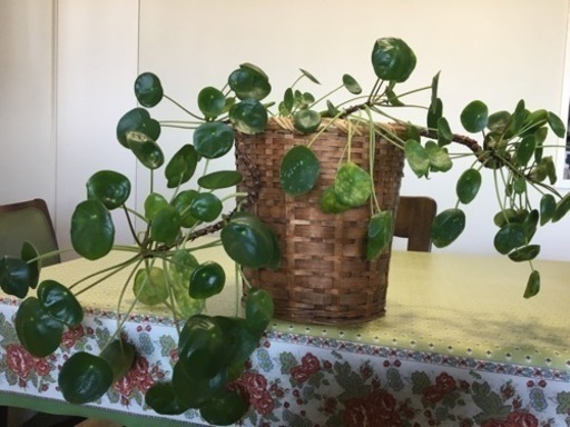 観葉植物ぺぺロアシェイド