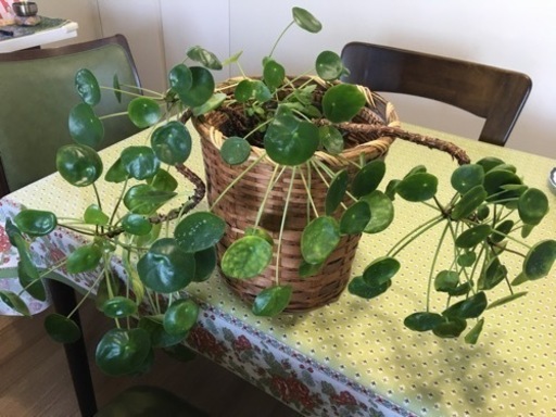 観葉植物ぺぺロアシェイド