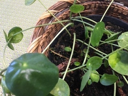 観葉植物ぺぺロアシェイド