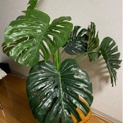 生活雑貨 家庭用品 ガーデニングの画像