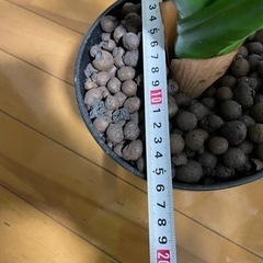 生活雑貨 家庭用品 ガーデニングの画像