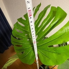 生活雑貨 家庭用品 ガーデニングの画像