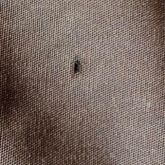 BUNDOK(バンドック) ソロ ティピー BDK-75TCの画像