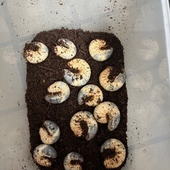 カブトムシ幼虫②