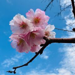 【3/23(土)10:30~】歩いて楽しむ🌸お花見ランチ会の画像