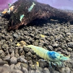 ターコイズシュリンプ