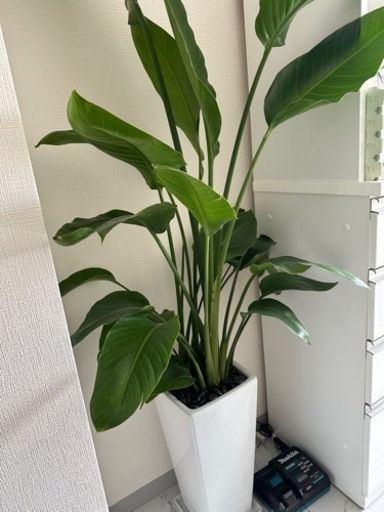生活雑貨 家庭用品 ガーデニング 観葉植物