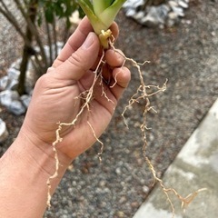 アガベ　ジャガーノートhyb 子株の画像