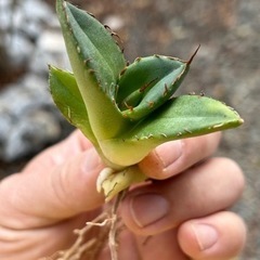 アガベ　ジャガーノートhyb 子株の画像