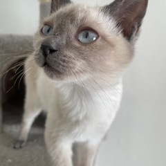 甘えん坊くるみちゃん✨