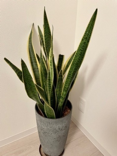 【取引中】サンスベリア 観葉植物