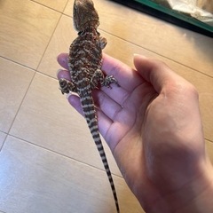 フトアゴヒゲトカゲ　5ヶ月くらい