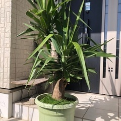 再決まりました観葉植物　ユッカ手渡し限定