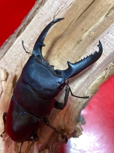 パラワンオオヒラタ100mm♂♀