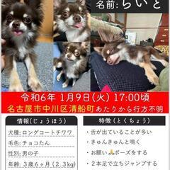 【名古屋市中村区/西区】チワワ捜索にご協力お願いします