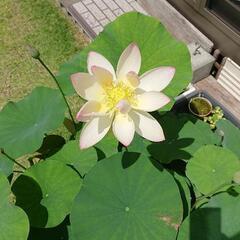 小舞妃　ハス　花蓮　蓮根