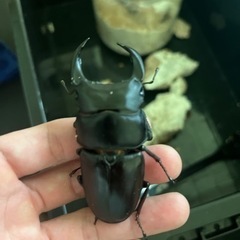 オオクワガタ