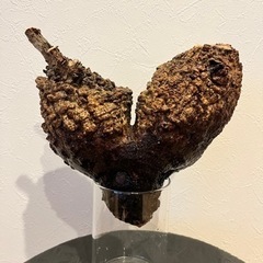 オペルクリカリアパキプス
