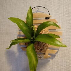 アスプレニウム「アンティキューム」板付け